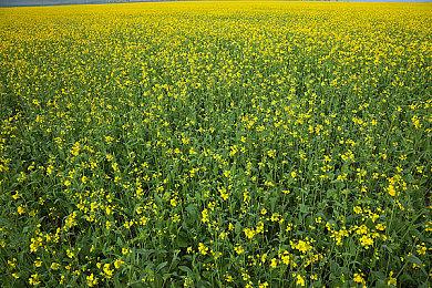 《幻兽帕鲁》收入数百亿日元 但团队还是不想开发3A游戏